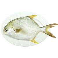 鲜京采【冰鲜】 万山岛金鲳鱼1斤*3条 地标产品 国产鱼类 源头直发