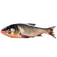 跑山密水农家北京直发 密云水库胖头鱼5斤 新鲜花鲢 现杀活鲜鱼 源头直发