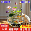 京喜 七彩五颜六色 碗莲种子 12粒+生根粉 混色
