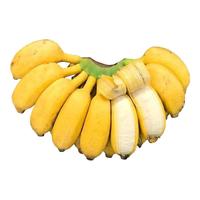 相遇红颜广西小米蕉软糯酸甜 小香蕉现摘青色果实(催熟食用) 广西小米蕉 5斤 通货