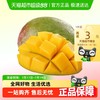 新欢 凯特芒芒果净重5斤单果400g+送货上门