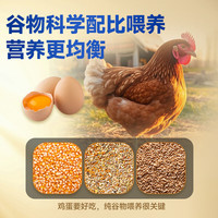 康咯咯康大可生食鸡蛋无抗鲜鸡蛋营养鸡蛋无沙门氏菌高品质蛋单枚50g+ 【大促优惠可生食】30枚*2盒