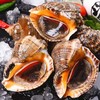 莫小仙 鲜活 大海螺 顺丰冷链 一斤6-8个