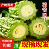 京喜自营-专用品牌 山东寿光苦瓜 2斤 带箱