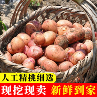 云南黄心红皮土豆新鲜现挖小土豆洋芋高山农家自种马玲薯新鲜蔬菜