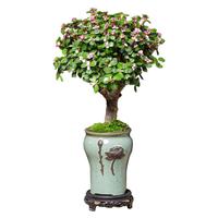 开时果 金枝玉叶盆栽多肉植物盆景 办公室内桌面花卉小绿植源头直发 【棒棒糖】旭日东升盆+苔藓+底托
