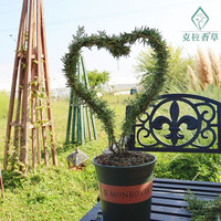 9种迷迭香可选直立阔叶匍匐香草盆栽提神驱蚊西餐牛排庭院阳台