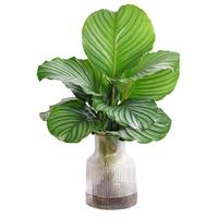 花翁水培植物绿植盆栽室内 青苹果竹芋30cm高+竖纹金口瓶源头直发