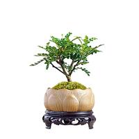 幼薇胡椒木盆栽办公室绿植盆景迷你室内桌面小盆景四季好养胡椒木 胡椒木+莲花陶瓷盆+圆形底盘 带盆栽好