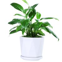 裕轩堂 70030 陶瓷花盆 2个装