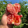 翰塞鲜 宁夏沙瓢西红柿 2.5kg