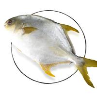渔吻 金鲳鱼 550g*3条