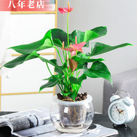 雅卉 粉掌 15D圆球瓶+陶粒 盆栽