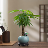 八芽 盆栽发财树植物室内禅意招财树盆景办公室桌面绿植源头直发 辫子发财树-圆肚盆-熊猫-密胺托 含盆