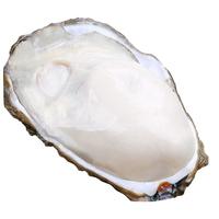 渔吻生蚝鲜活特大海蛎子带箱新鲜牡蛎带壳生鲜贝类 3XL优选带箱5斤【15-18个】 2XL净重4斤【15-18个】尝鲜装