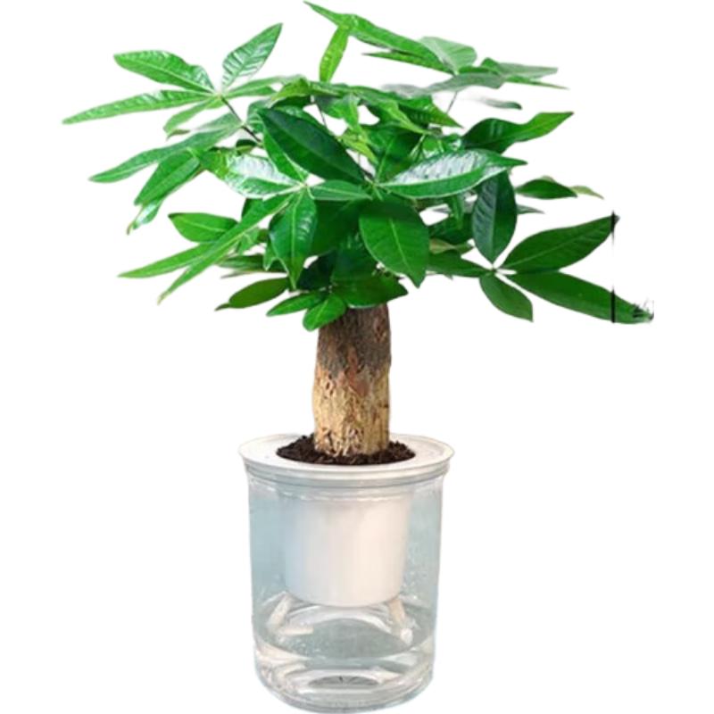 美外发财树陶瓷盆栽植物绿植室内养护盆栽观叶带美观前台花盆 陶瓷A1款+单杆发财树