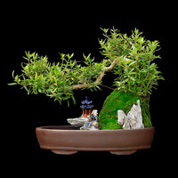 瀚林怡景 HANLINYIJING 六月雪盆景植物树桩悬崖造型假山 山水盆景（椭圆）-六月雪