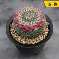 满庭苑 花田舍仙人球奇仙玉眩美玉狮子王稀有开花美观多肉植物创意小盆栽