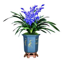 劉閣蘭花超香建兰四季兰当年开花壮苗满屋飘香室内四季常青花卉盆栽草 4苗连体【蓝宝石】带黑色兰花盆