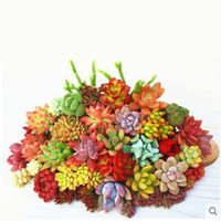 花友 多肉植物盆栽 16种随机 不同品种 不含盆