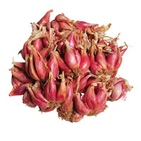 昊兰诺 四季小香葱种头多年生葱种子小葱葱头红葱本蔬菜种植四川葱苗分葱