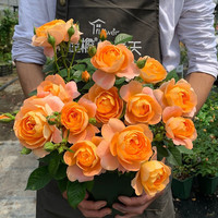 元井 王妃月季花苗 蔷薇花苗爬藤 特大花卉盆栽