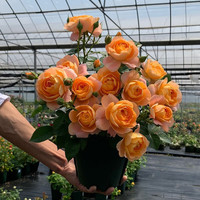 元井 月季花苗树苗当年开花蔷薇花苗爬藤特大花卉盆栽地载庭院爬墙月季 卡罗拉