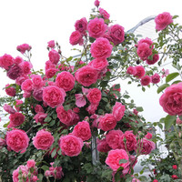 元井 大游行月季花苗 蔷薇花苗 爬藤特大花卉盆栽