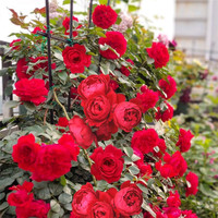 元井 月季花苗树苗当年开花蔷薇花苗爬藤特大花卉盆栽地载庭院爬墙月季 佛罗伦蒂娜