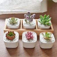 花友 多肉植物组合套餐肉肉室内植物办公室电脑面盆栽好养活小盆栽 瓷盆木格(肉可自选)