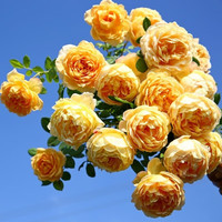 元井 黄金庆典 月季花苗 蔷薇花苗 特大花卉盆栽