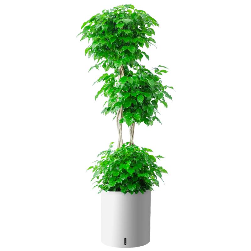 植男植女幸福树造型绿宝盆栽真绿植客厅室内大型绿植办公乔迁新居源头直发