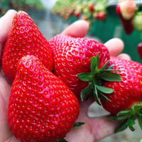 恋品惠大草莓新鲜奶油草莓红颜99草莓红草莓儿童当季水果现摘自现发 精选大果15枚/盒*2盒