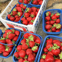 恋品惠大草莓新鲜奶油草莓红颜99草莓红草莓儿童当季水果现摘自现发 精选大果15枚/盒*10盒