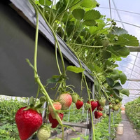 恋品惠大草莓新鲜奶油草莓红颜99草莓红草莓儿童当季水果现摘自现发 精选大果15枚/盒*8盒