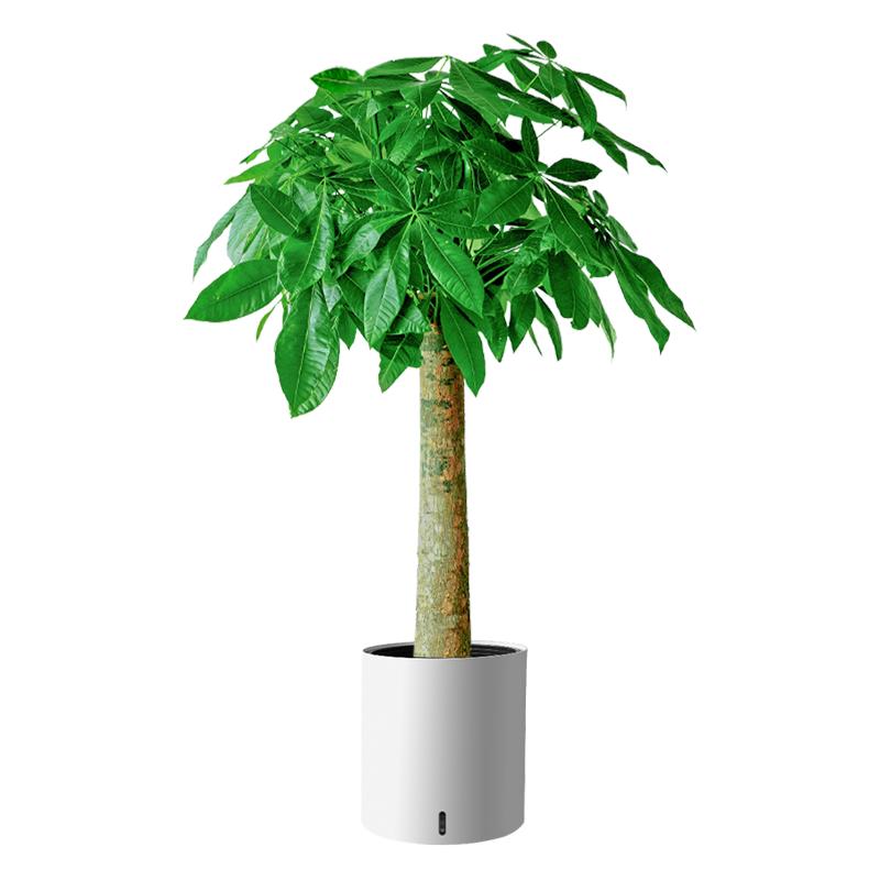 植男植女步步高造型发财树盆栽花卉客厅室内大型绿植办公室好养源头直发