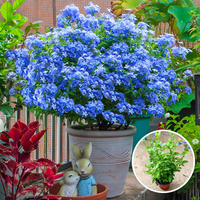 景郁春 JIRYUCUR蓝雪花苗盆栽阳台白雪花耐热好养植物藤本蓝雪花160#2盆源头直发