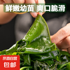 京喜 大连裙带菜 鲜嫩裙带菜嫩叶 500g