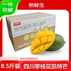 自然故事 四川攀枝花凯特大芒果 9斤装 单果400-700g 青皮芒果 水果新鲜