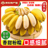 集年鲜 广西小米蕉 4.5斤