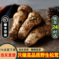 土地母亲计划 雅江松茸菌 5-5.8cm 500g