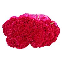 寿禾 鸡冠花种子种苗室内外种植花卉种籽 头状球冠鸡冠花种子约1000粒