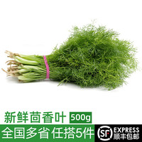 绿食者 新鲜茴香叶 500g