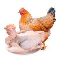 温润 黄羽三黄鸡1kg