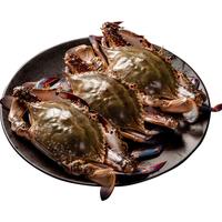 至鲜 吕四梭子蟹整只1.3kg黄海液氮无冰螃蟹2.6斤海鲜冷冻海蟹 吕四梭子蟹1.3kg10-11只（公）