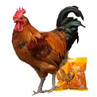 三德子好甄选 青年公鸡 红瑶土鸡三德子散养跑山鸡肉质鲜嫩 净重3.6-4.2斤