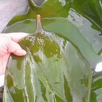 铎上盐渍海带头整箱大连特产非干货煲汤火锅凉拌 2.5kg