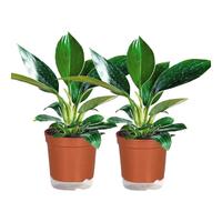 移动端、京东百亿补贴：双盟 金钻盆栽绿公主办公室客厅花卉吸毒王吸甲醛好养易活绿植源头直发 单棵版2盆25cm+吸水盆