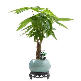 八芽 盆栽发财树植物室内禅意招财树盆景办公室桌面绿植源头直发 辫子发财树-圆肚盆-熊猫-密胺托 含盆