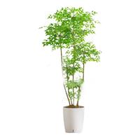 爱优尚精品南天竹室内办公室大型绿植盆栽客厅造景真树四季常青源头直发